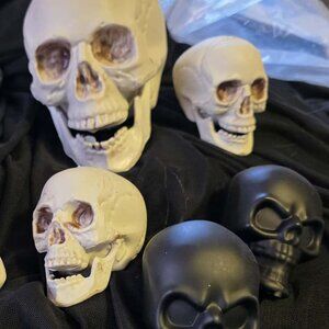 Realistic Skull Collection - 6 Piece Halloween Decor/Craft Set